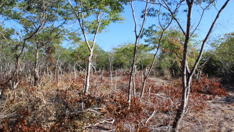 Forest area in Mozambique recently opened for crop production
