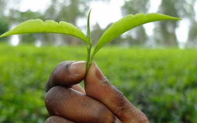 The picture is a close-up of a hand holding green leaves. The green background is blurred.