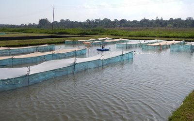 Fischfarm in Uganda