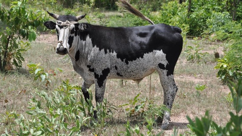 Young Lobi bull on pasture