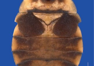 photo of insect Aphelocheirus aschalewi 